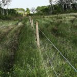 fence in green grass