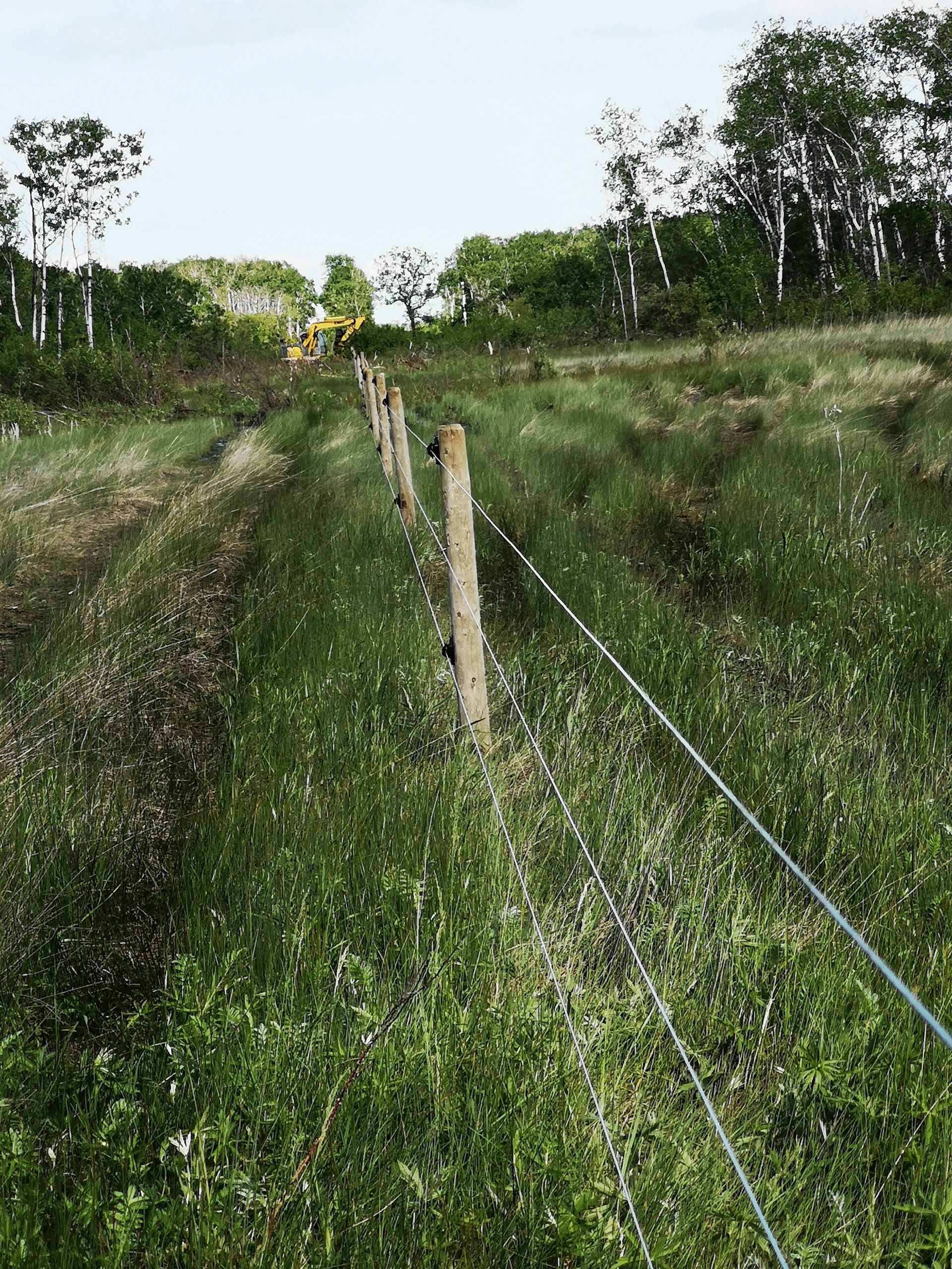 fence in green grass