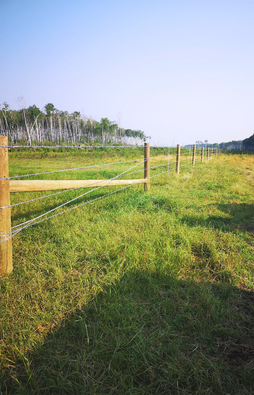 image of a barb wire fence